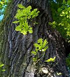 English Oak, Truffle Oak, Pedunculate Oak, bark