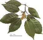 Oak goosefoot, leaf