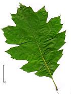 Daimyo Oak, leaf