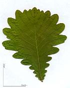 Hungarian Oak, leaf