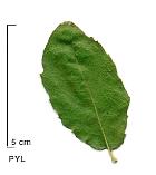 Cork Oak, leaf