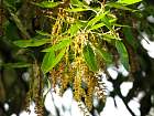 Cork Oak, flower