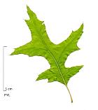 Pin Oak, Swamp Oak, leaf