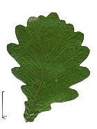 Mongolian oak, leaf