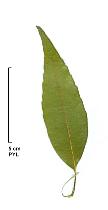 Myrsine-leaved Oak, leaf