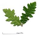 English Oak, Truffle Oak, Pedunculate Oak, leaf
