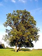 English Oak, Truffle Oak, Pedunculate Oak, outline