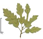 Pubescent oak, leaf