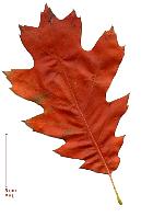 Northern Red Oak, autumn leafs