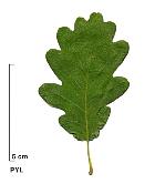 Sessile oak, leaf