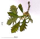 Sessile oak, flower