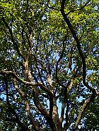 Sessile oak, trunk