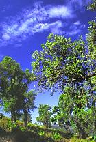 Chêne pédonculé, paysage