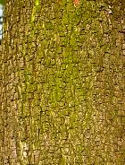 Evergreen oak, bark