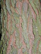 Kentucky Coffee Tree, bark