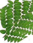 Kentucky Coffee Tree, leaf