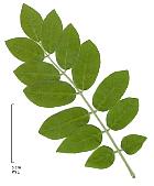 Amur River Virgilia, leaf