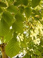 American Yellowwood, Virgilia, flower