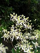 Clematis, fleur