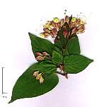 Clerodendron, flower
