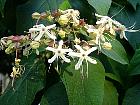 Clerodendron, flower