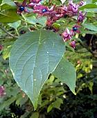 Clerodendron, pictures