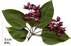 Clerodendron, pictures