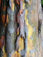 Chinese quince, bark