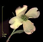 Himalayan Dogwood, pictures