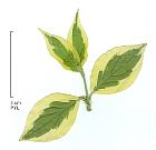 Pagoda dogwood variegated, leaf