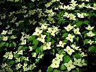 Flowering Dogwood, flower