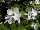 Flowering Dogwood, flower