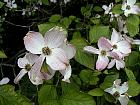 Flowering Dogwood, pictures