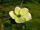 Flowering Dogwood, flower