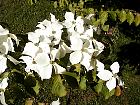 China Dogwood, flower