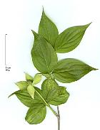 Kousa Dogwood, leaf