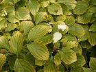 Kousa Dogwood, pictures