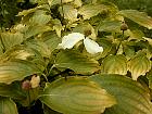 Kousa Dogwood, pictures