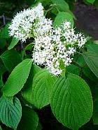 Pagoda dogwood, flower