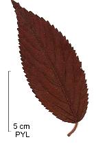 Pacific dogwood, leaf