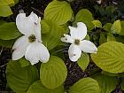 Pacific dogwood, flower