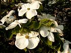 Pacific dogwood, pictures