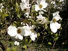 Pacific dogwood, pictures