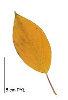 Cornouiller stolonifre, feuilles d'automne