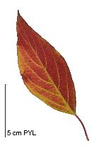 Cornouiller stolonifère, feuilles d'automne