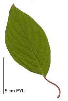 Red-Osier Dogwood, leaf