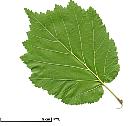 Turkish Filbert, Hazel, leaf