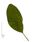 American Smoketree, Chittamwood, leaf