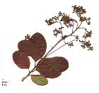 Cotinus rouge, fleur