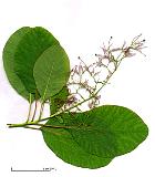 Common Smoke Tree, leaf
